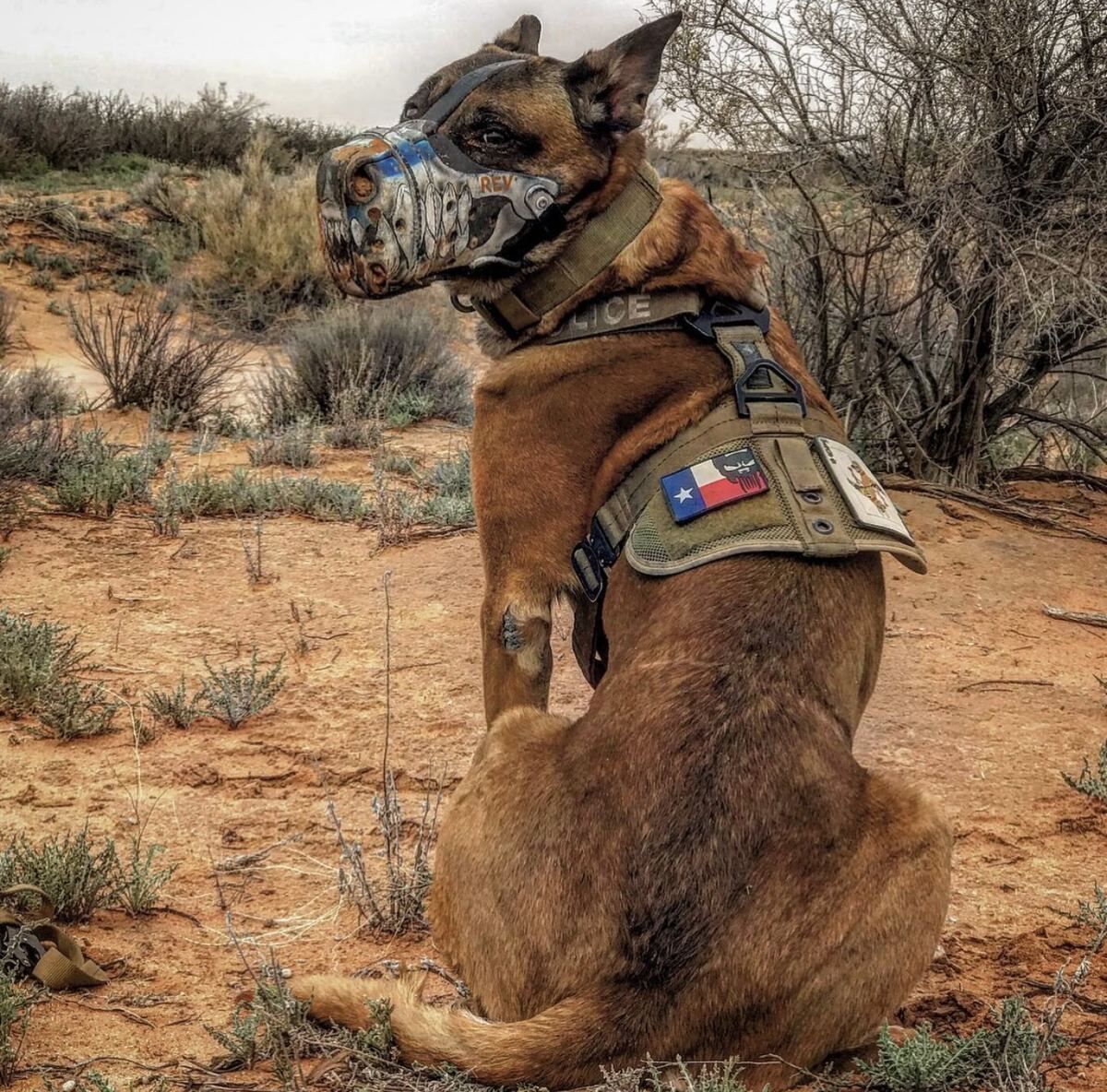 Custom K9 Muzzle
