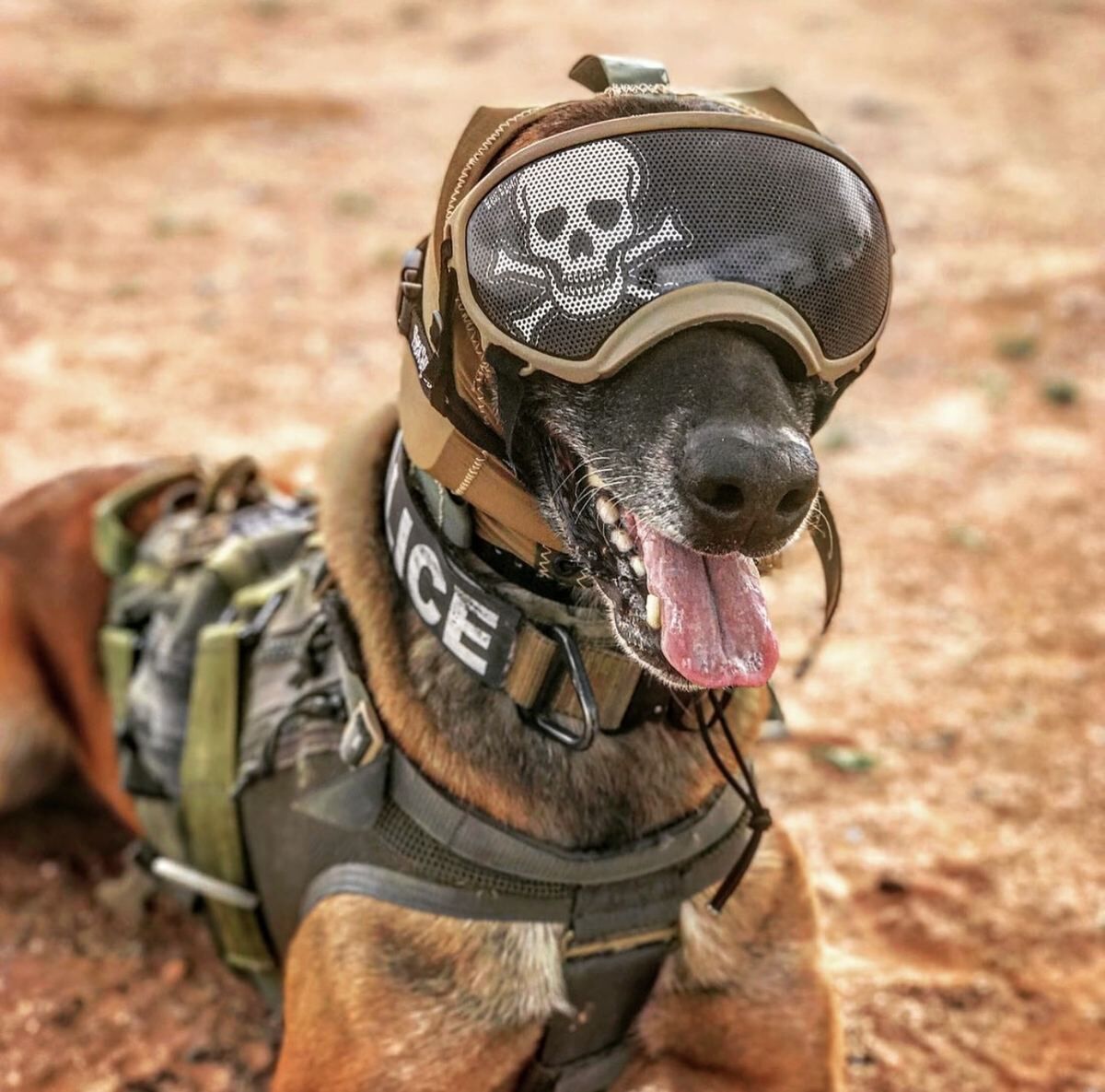 Custom K9 Muzzle
