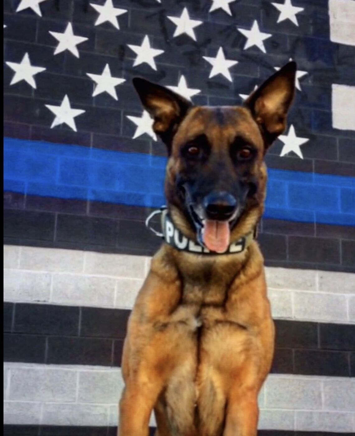 Active K9