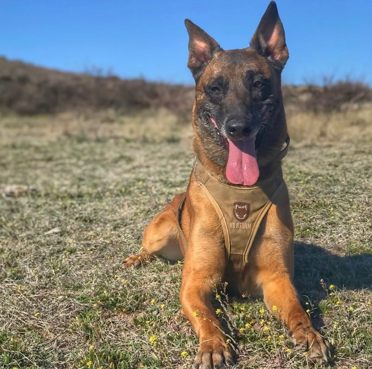 Active K9