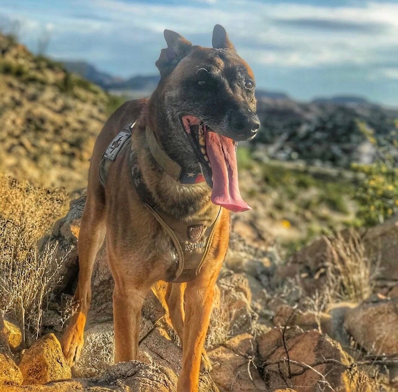 K9 Rev — golden hour at rocks