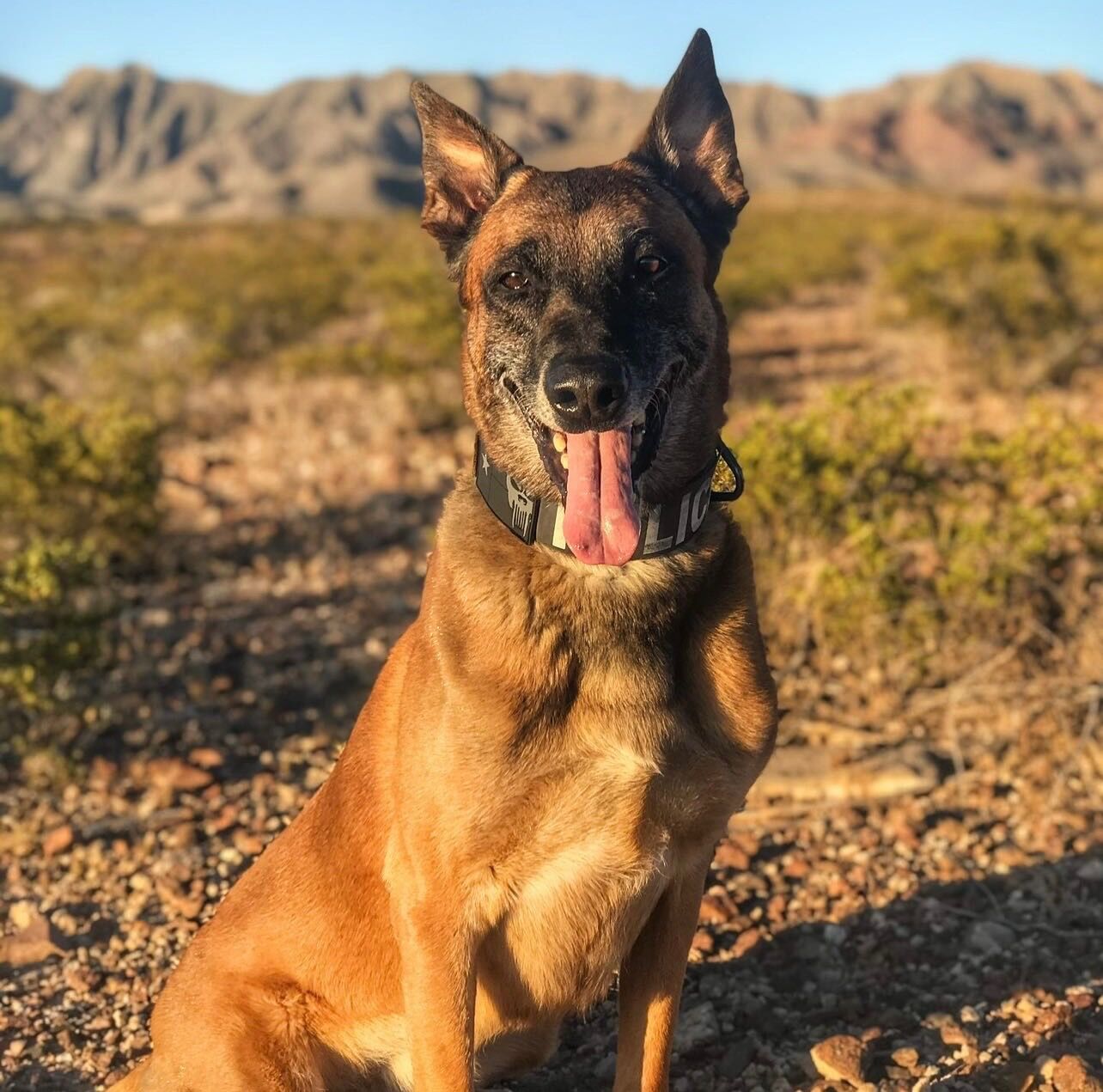 K9 Rev