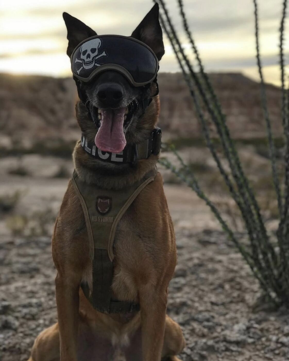 Handler team