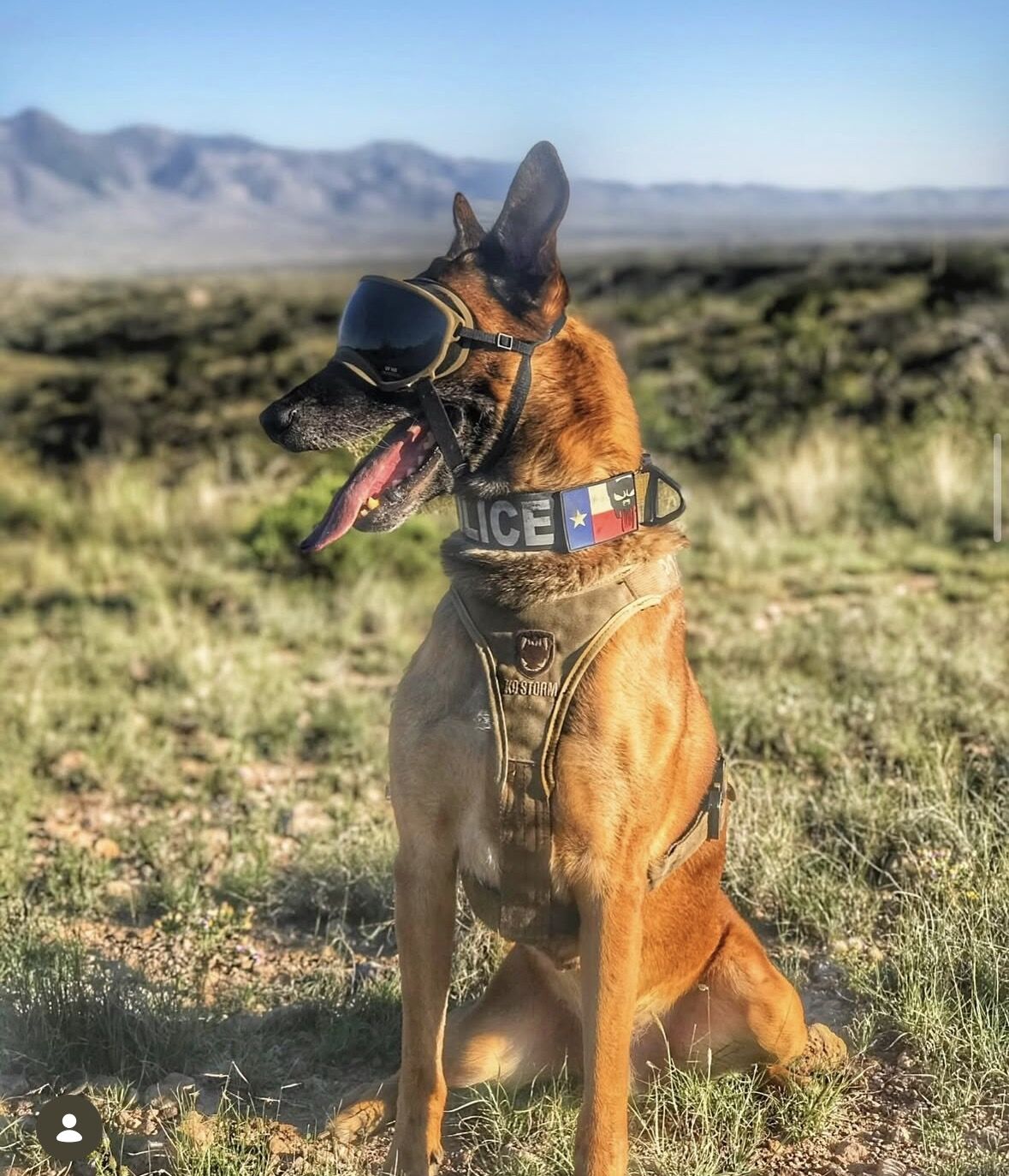 K9 unit