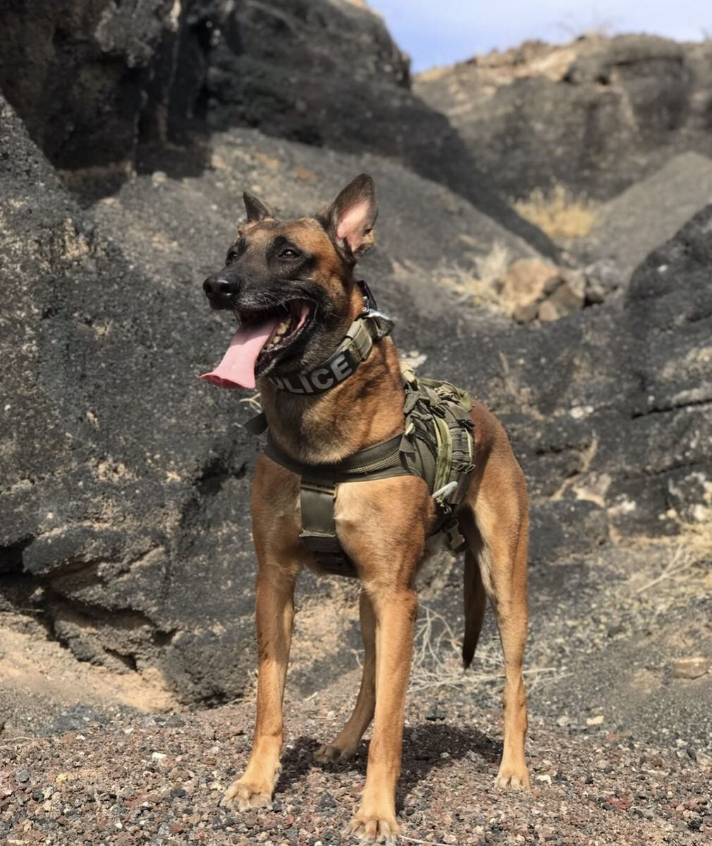 K9 Rev — police harness at rocks