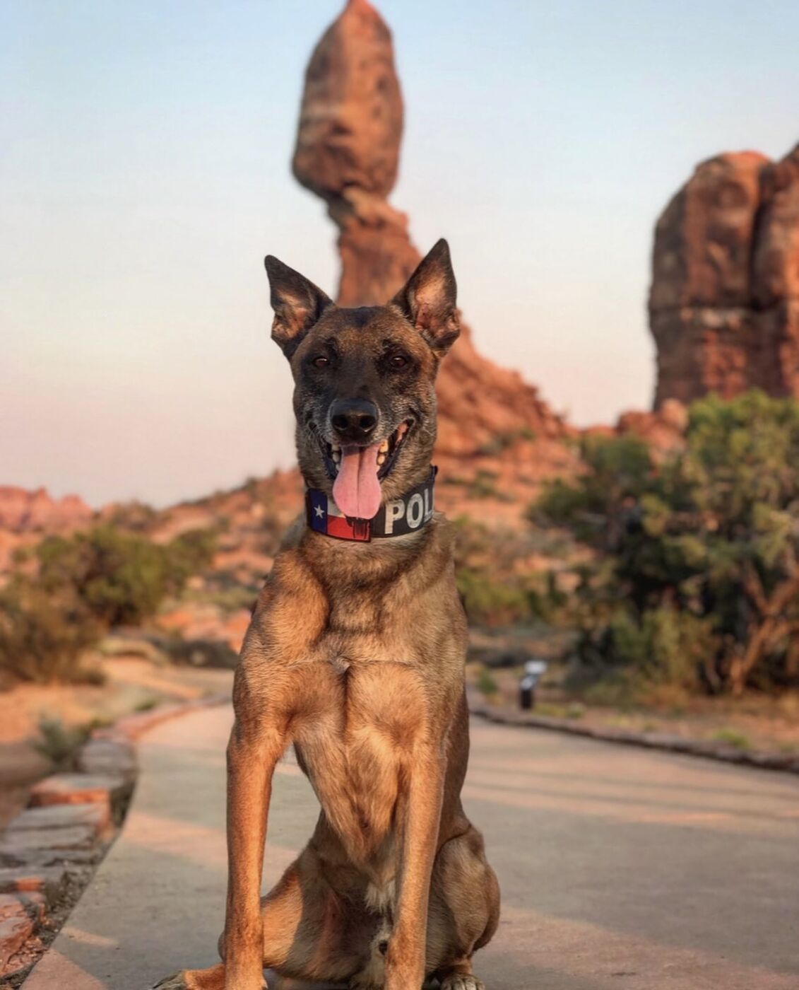 K9 Rev