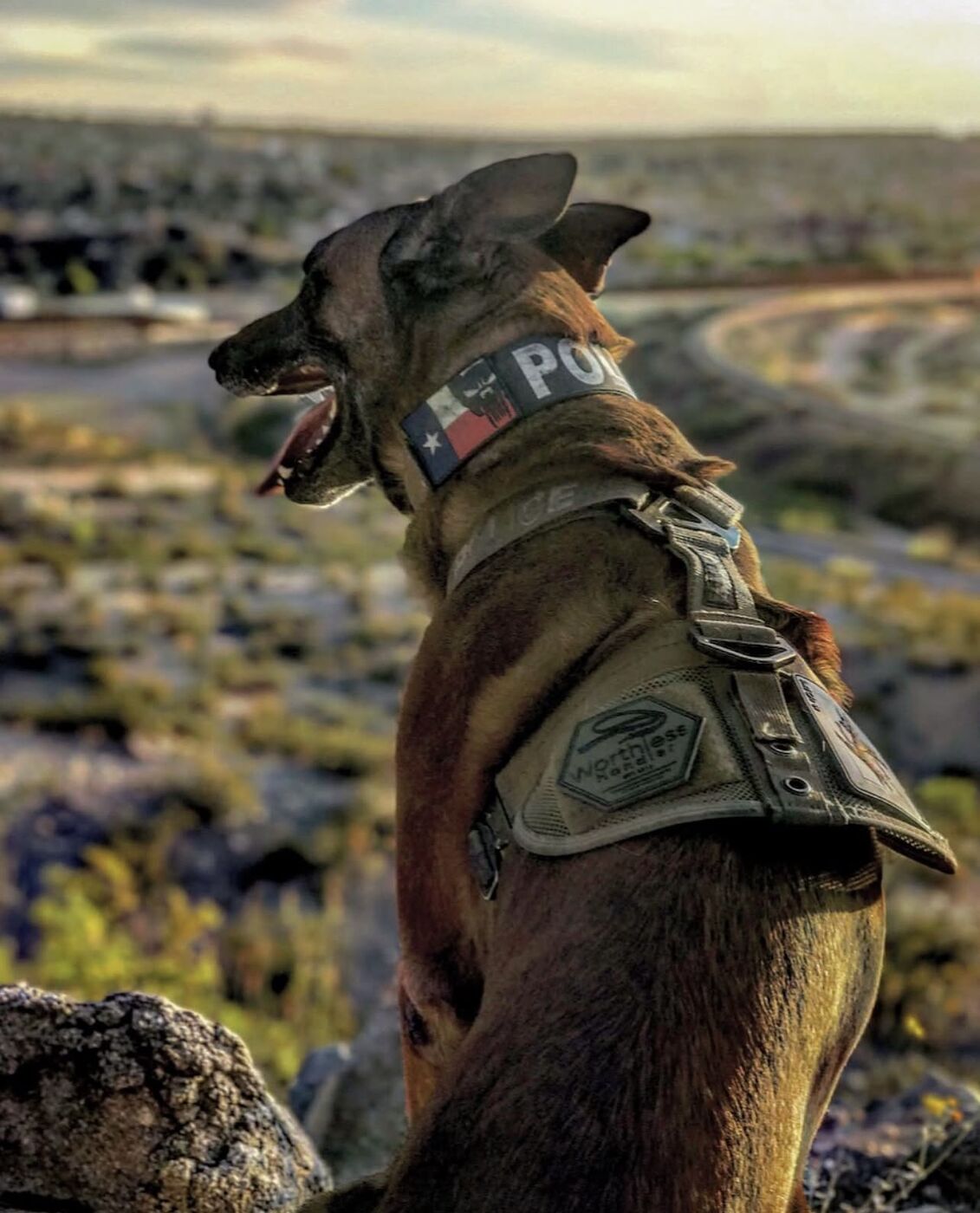 K9 Rev