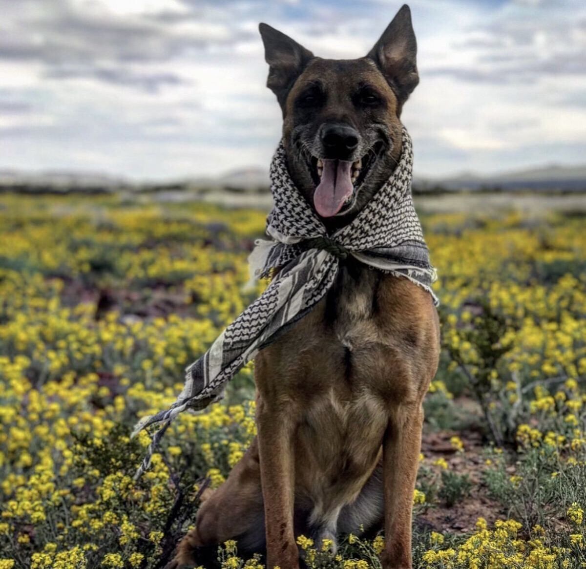 K9 Rev