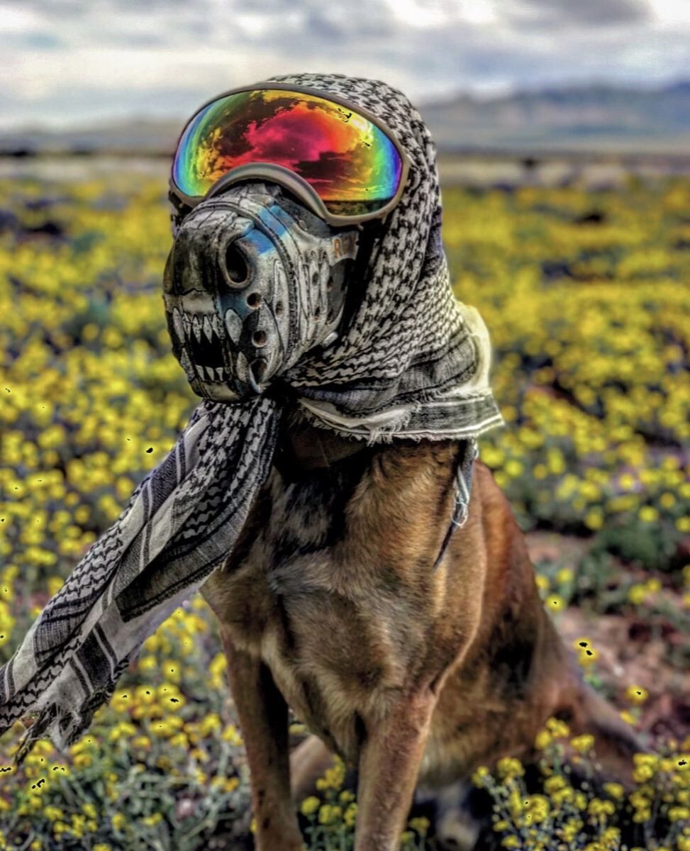 K9 Rev