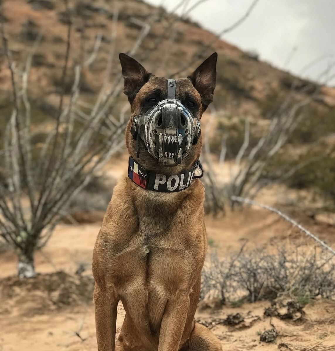 Custom K9 Muzzle