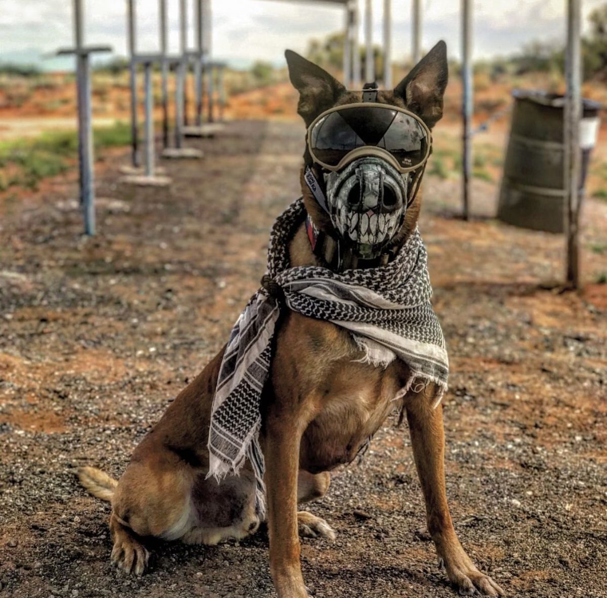 Custom K9 Muzzle