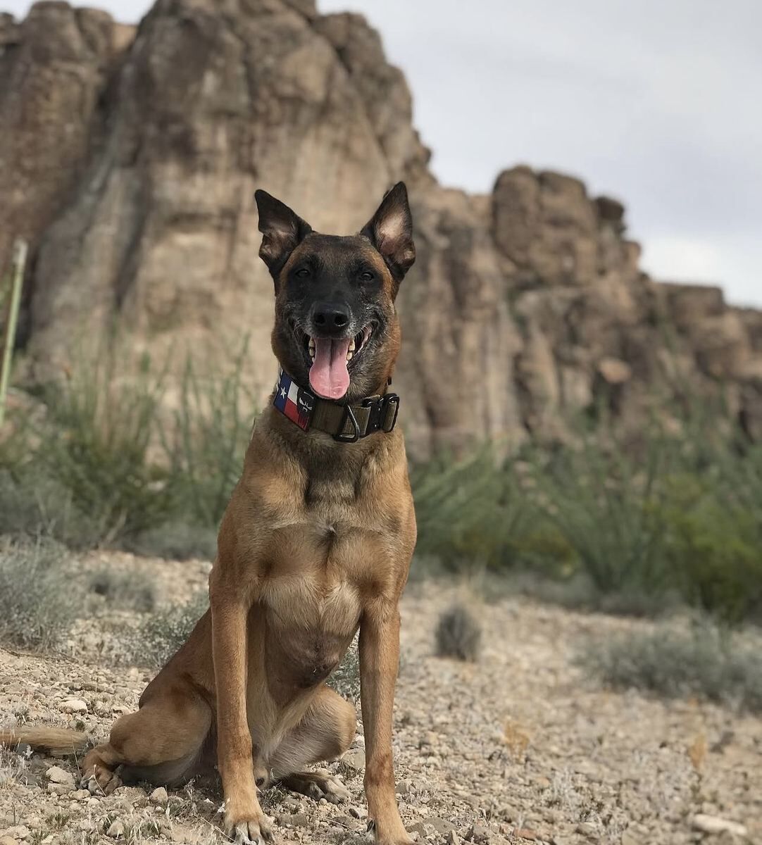 K9 — Texas flag collar