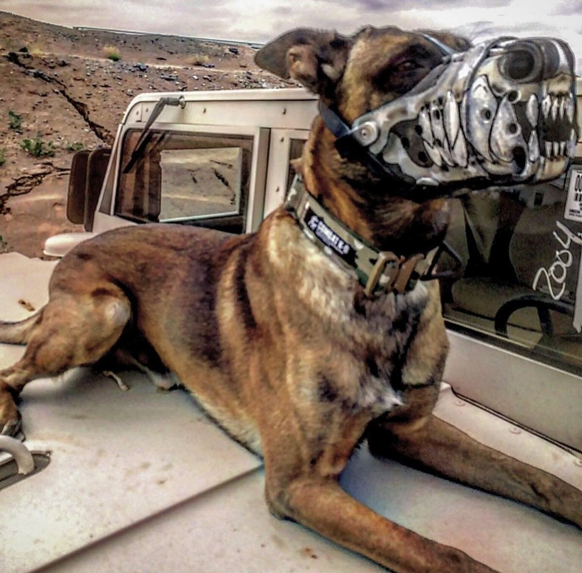 K9 Muzzle on truck