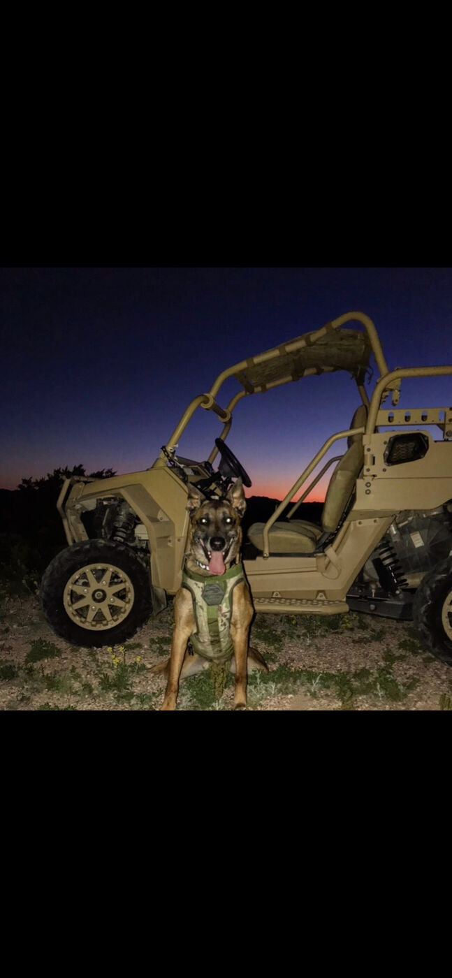 Active K9