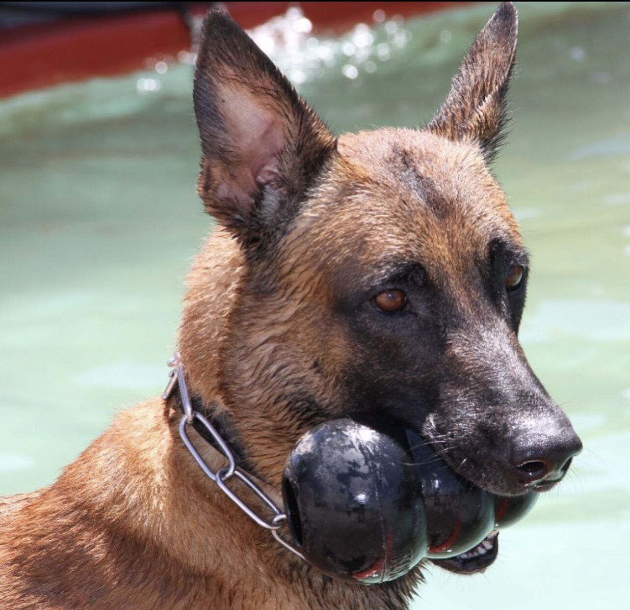 Active K9