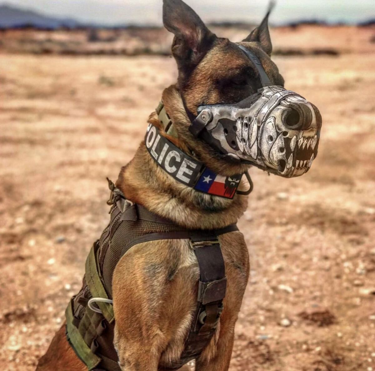 Active K9