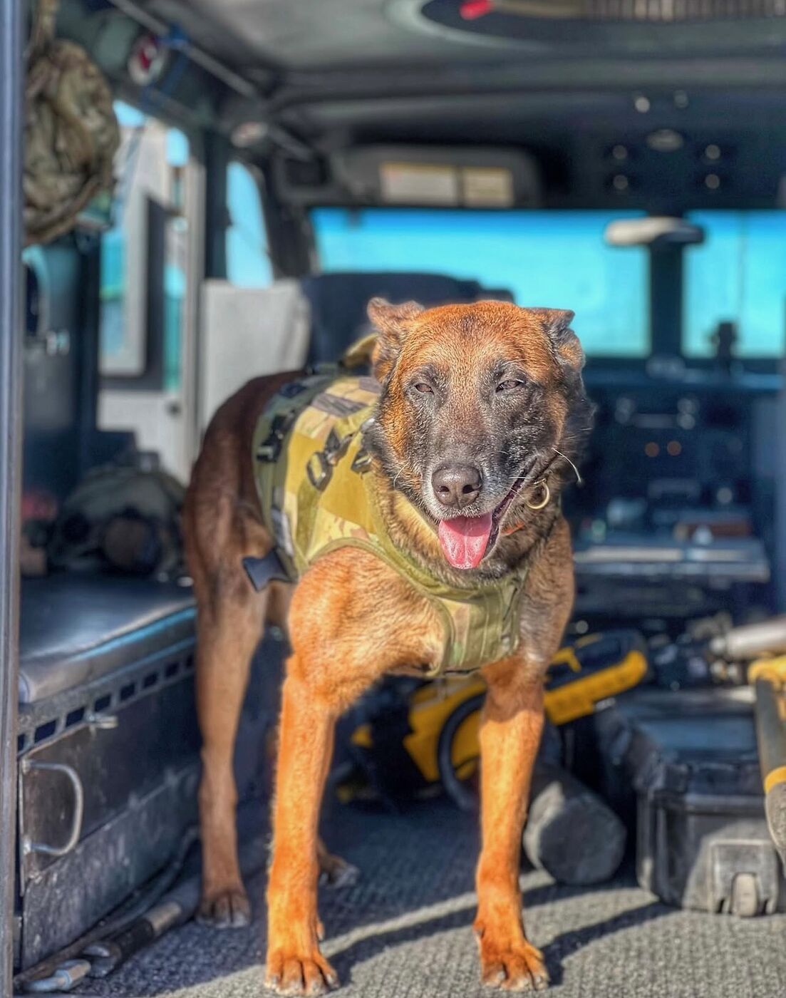 K9 in tactical vehicle