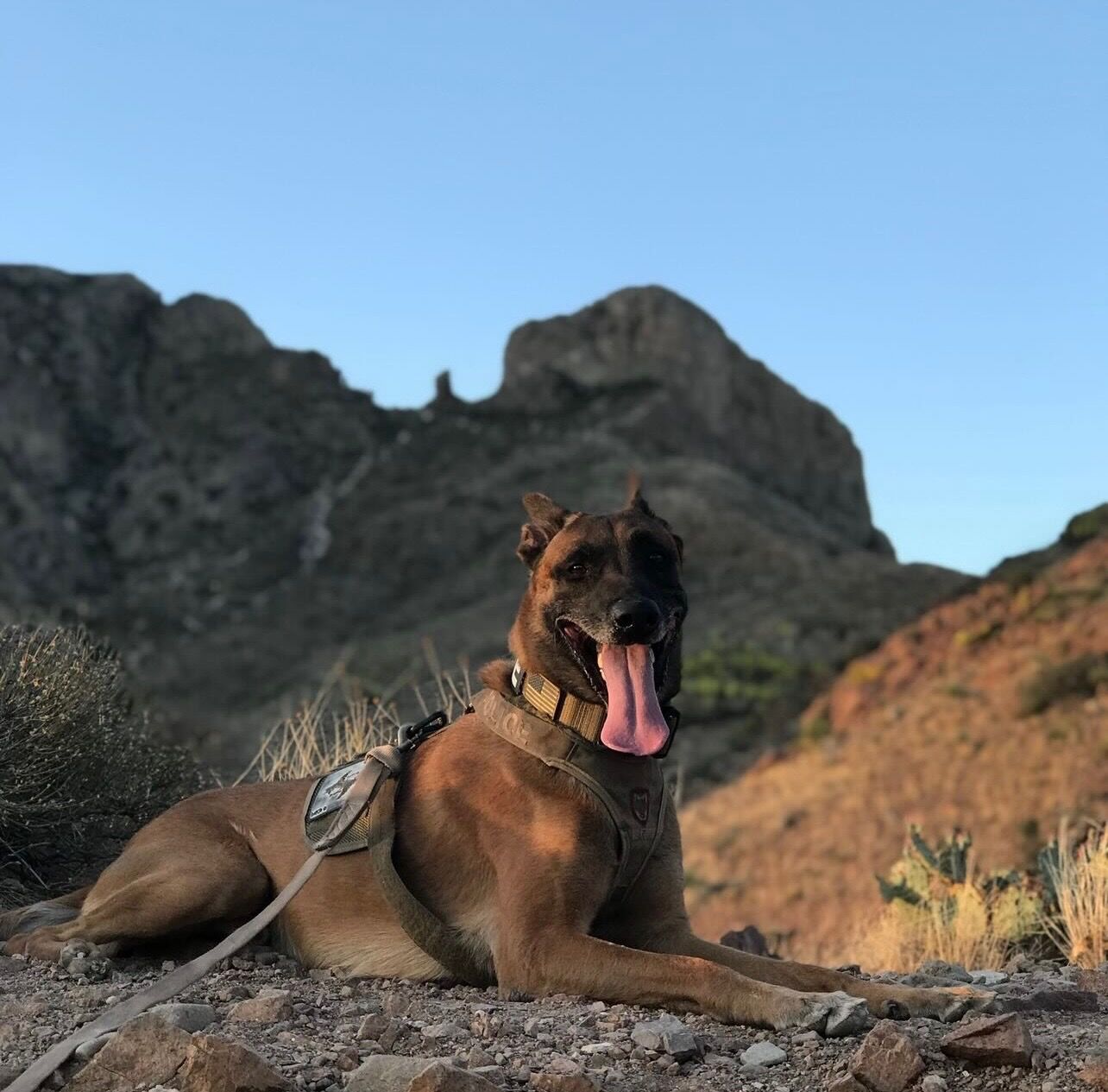 Active K9