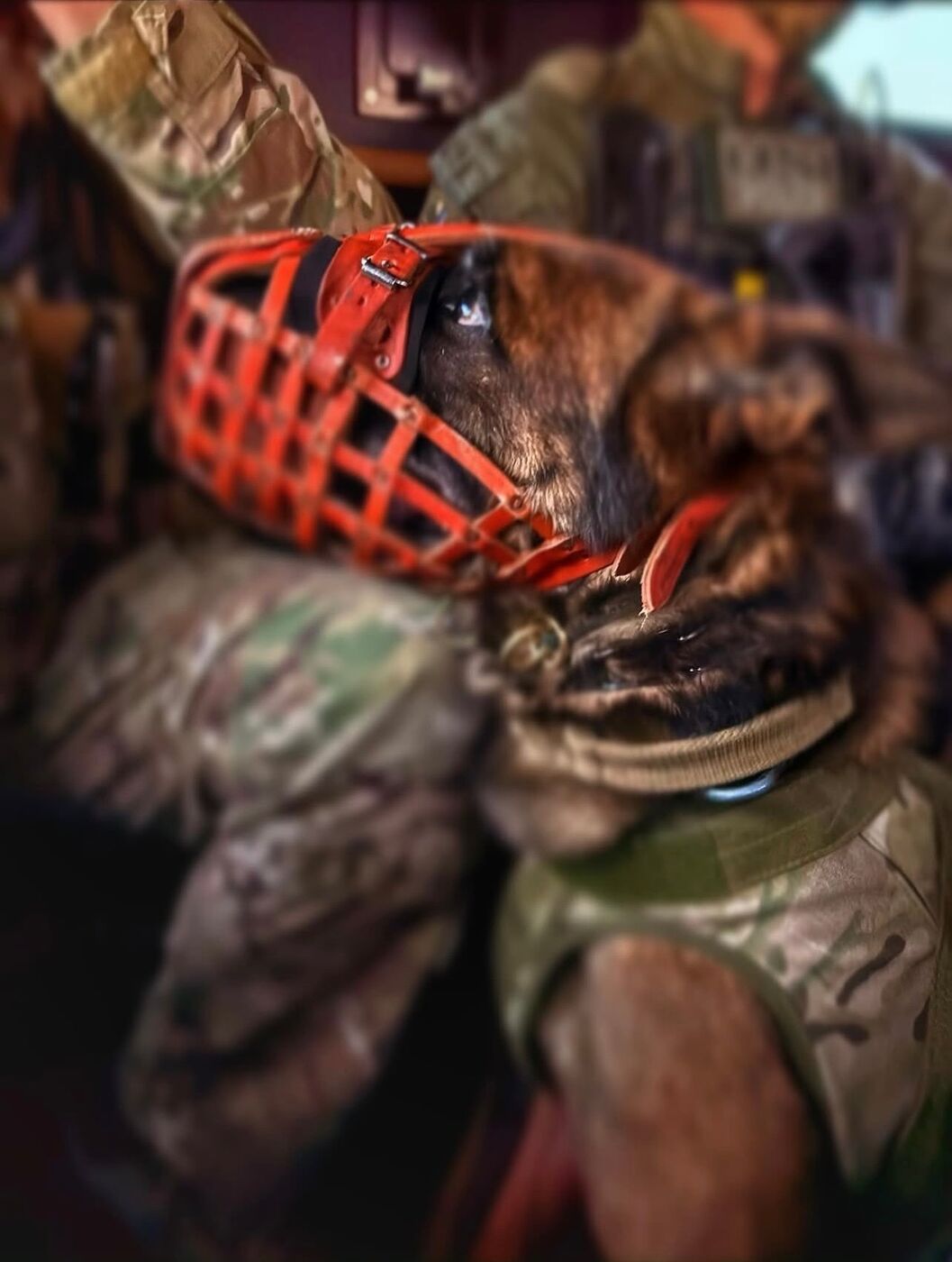 Active K9