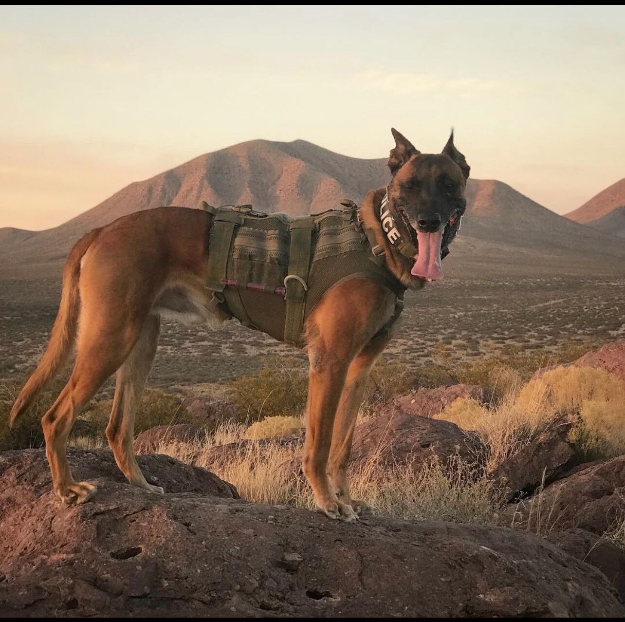 K9 Rev